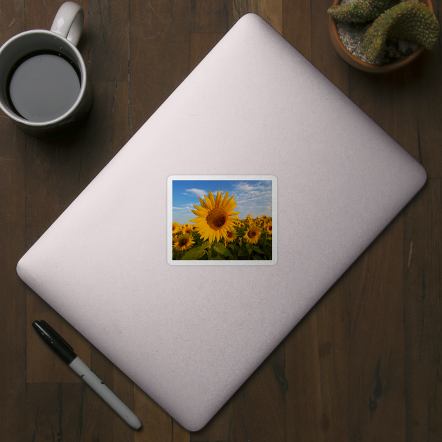 Colby Farms Sunflower Field Newbury MA Sunrise by WayneOxfordPh